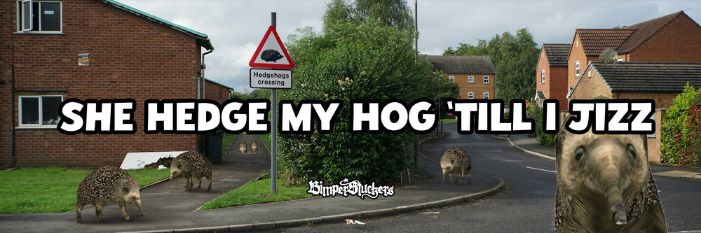 Hedge Hogs